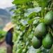 Aguacate