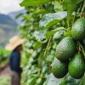 Aguacate