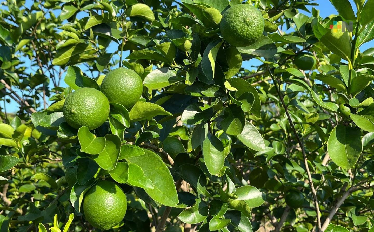 limon