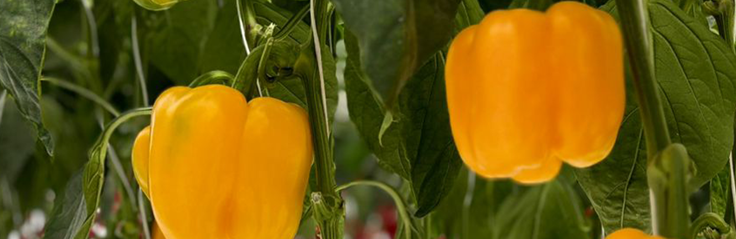peppers